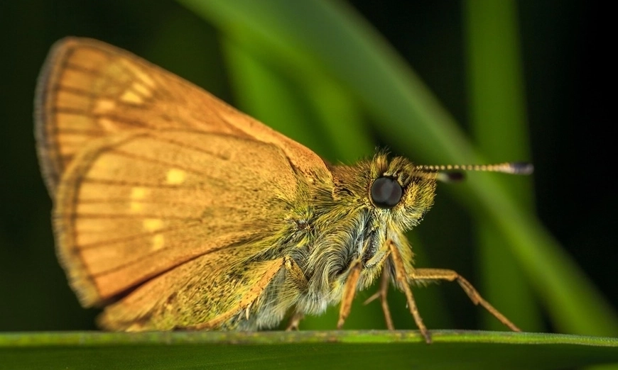 lepidopthera-night