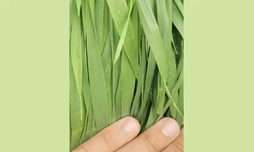 septoria2