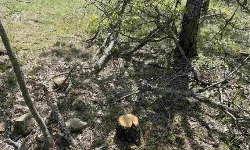 kanal-nezakonna-darvesina