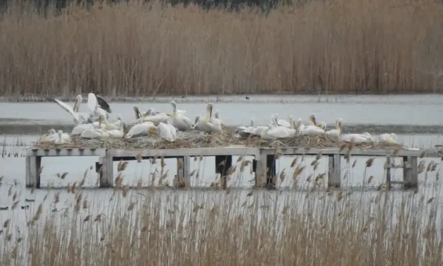 Гнездящи двойки в блато Песчина