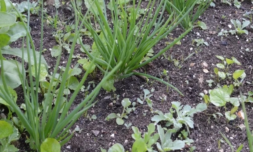 mulch-kompost