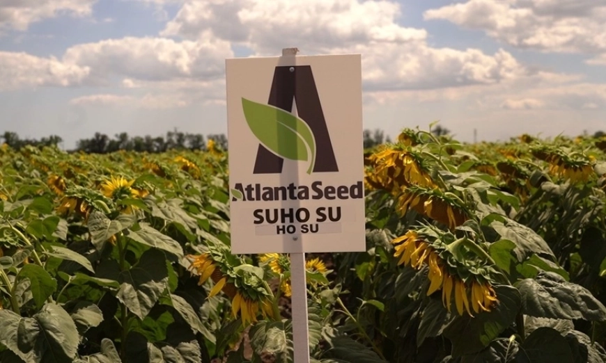 atlanta-seed-den-na-poleto