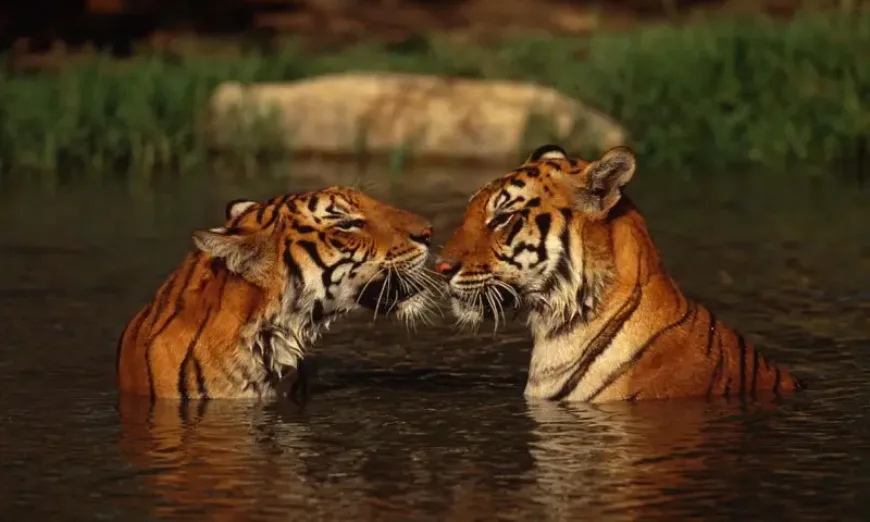 тигри  - WWF