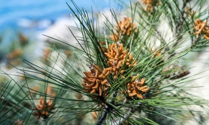 Pinus brutia