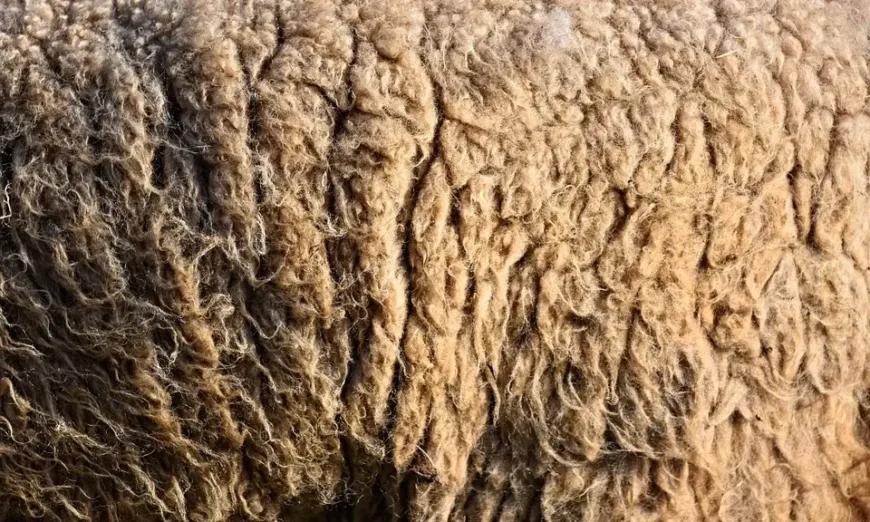 wool