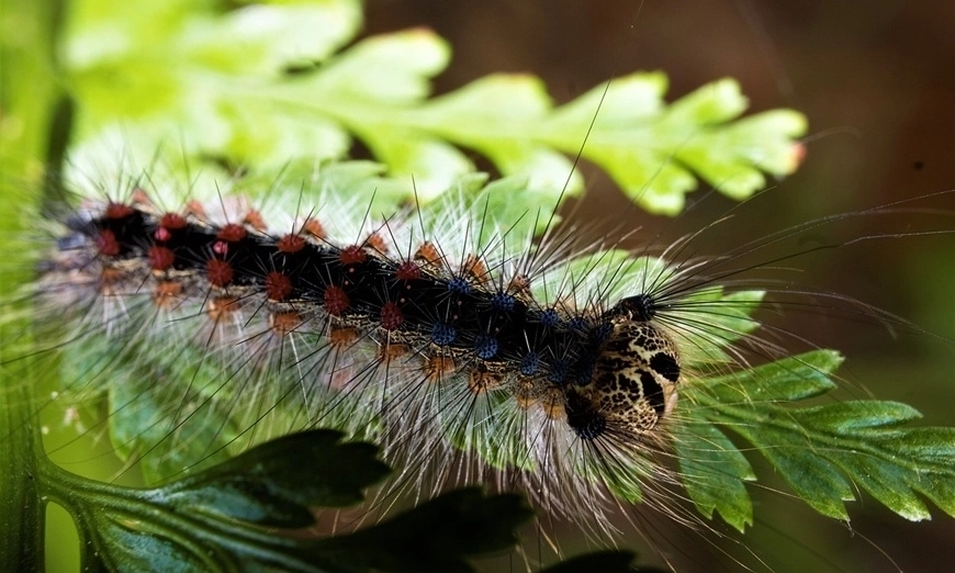 lepidopthera