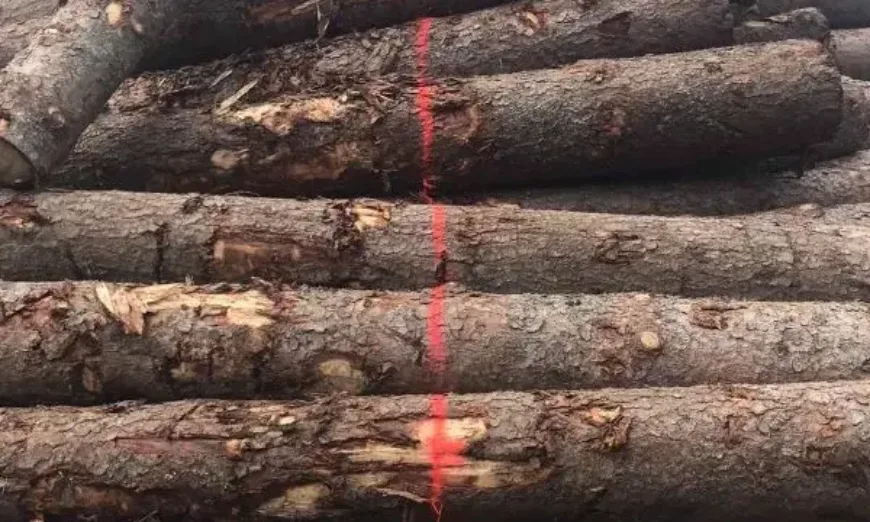 кражба-дървесина