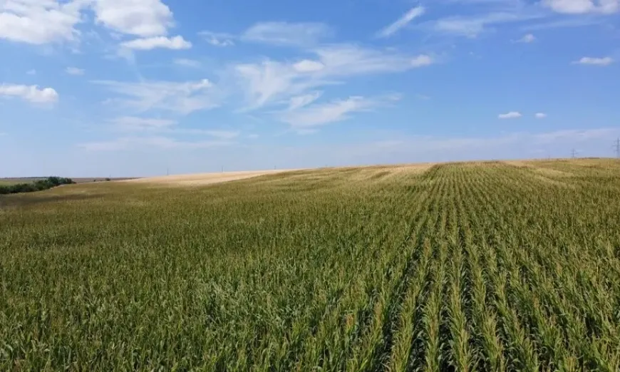 поле-царевица