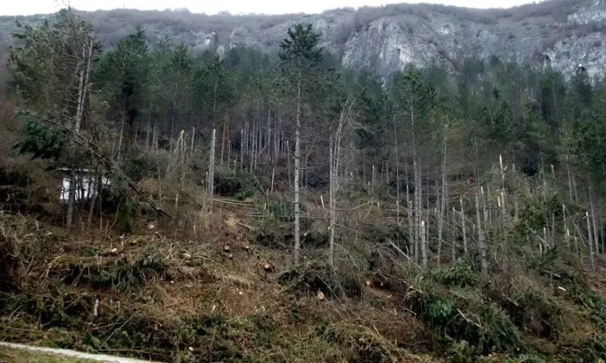 iglolistna -nestopanisvana-gora