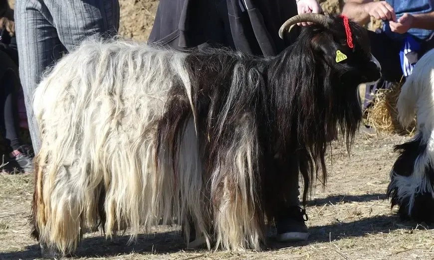 кози-калугерово