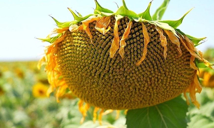 agrimatko