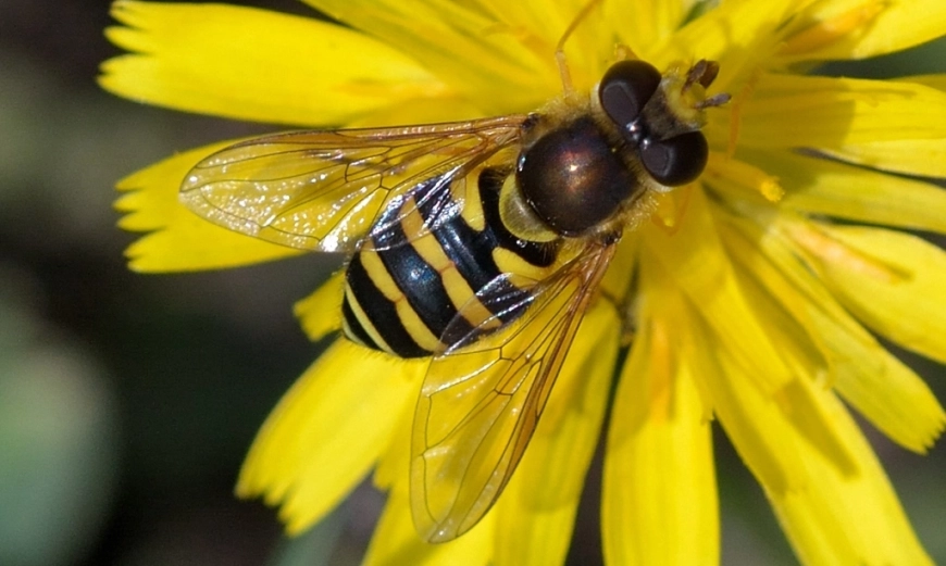 sirfidna-muha-syrphidae