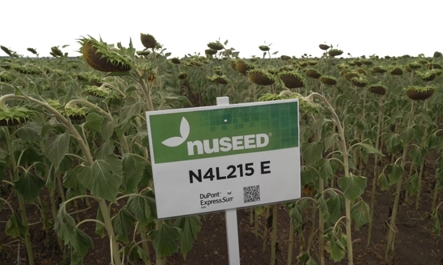 nuseed-popgrigorovo