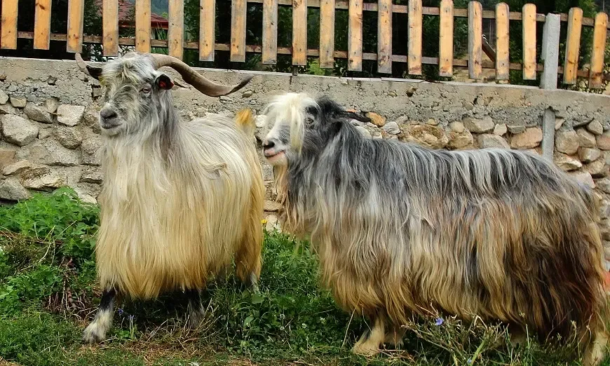 mestna-dalgokosmesta-ovca