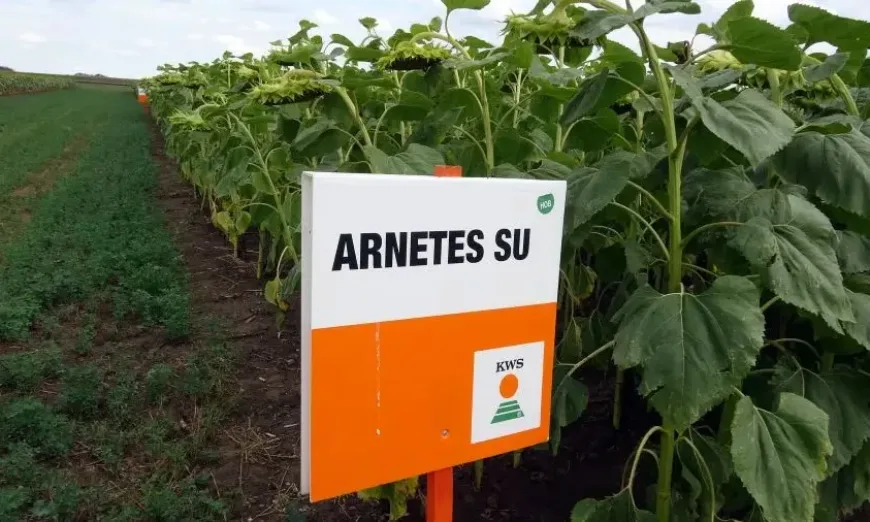 арнетес