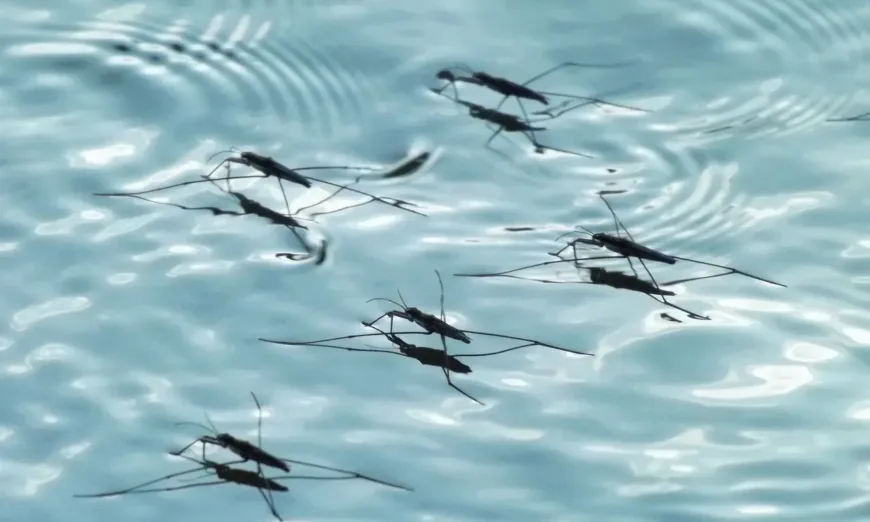 mosquito