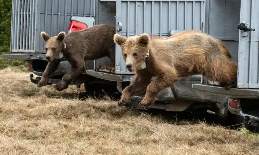 mecheta-osvobojdavane