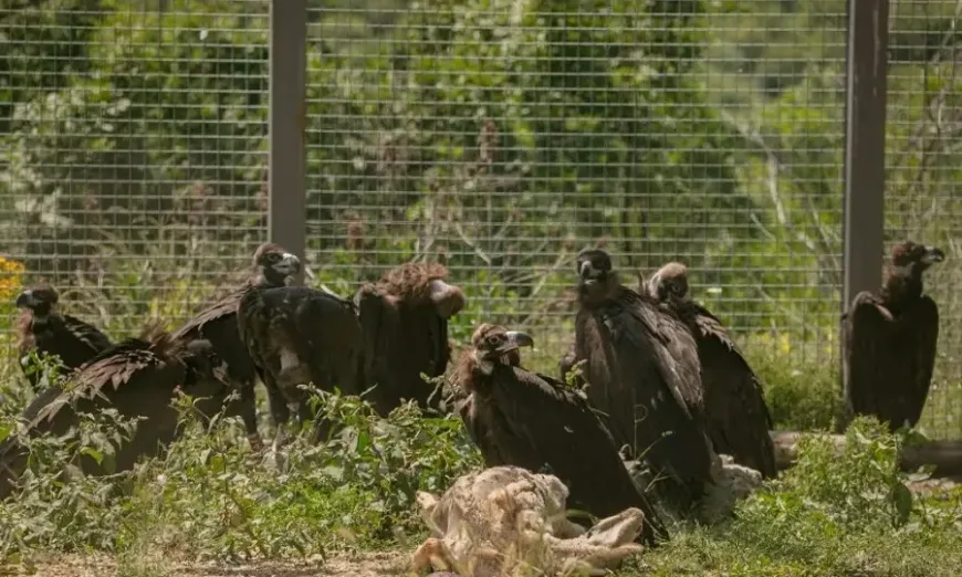 черни лешояди Източни Родопи
