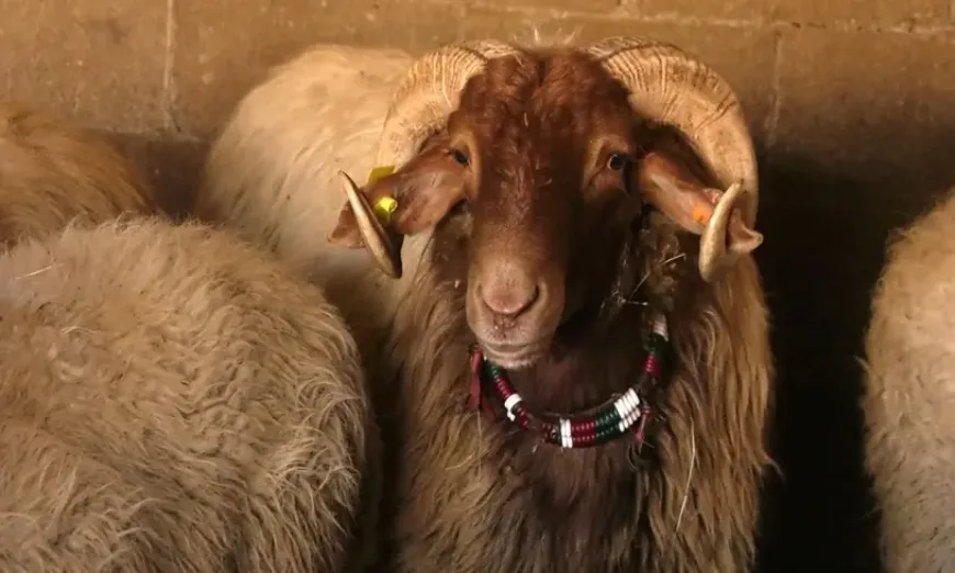 ovceferma-rogozen-ivailo-lubenov