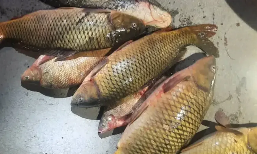 иара-проверки