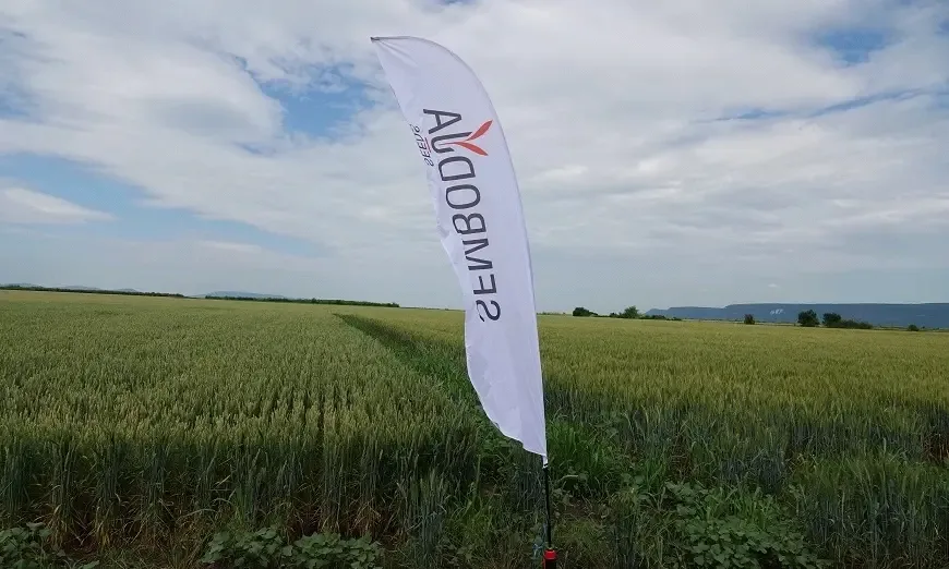 posevi-manara-ivanski