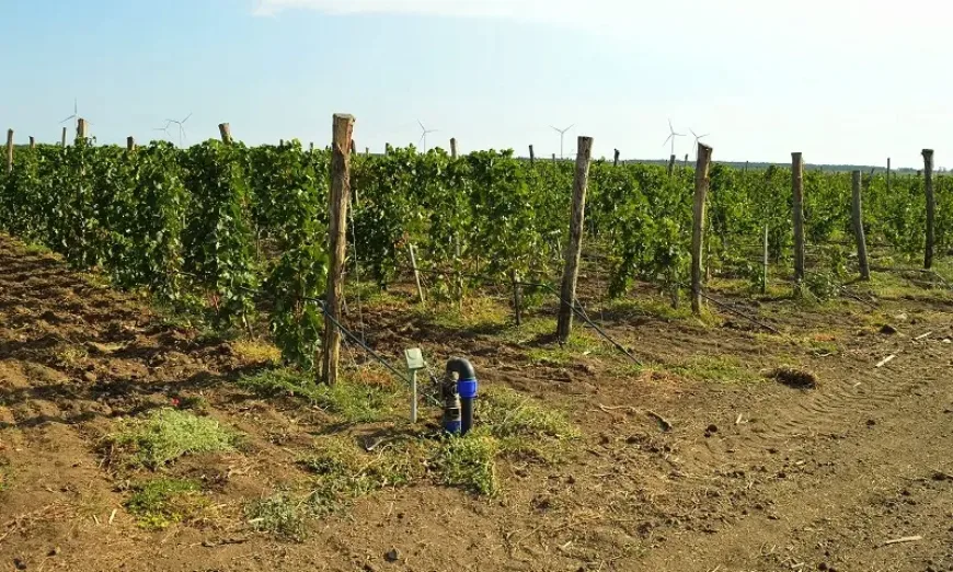 напояване лозя