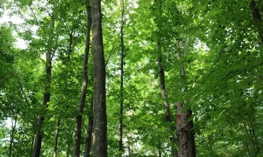 Саарландски метод