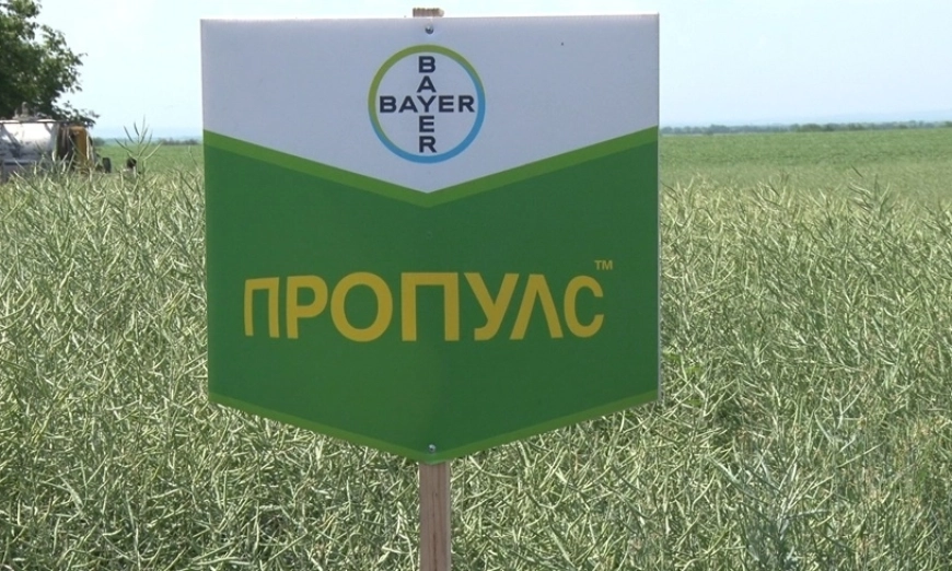Bayer-pp-dm