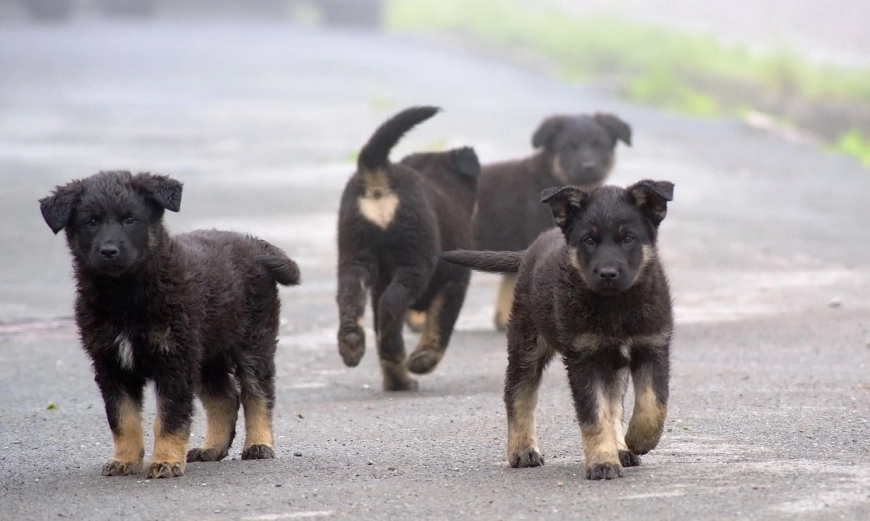 straydog