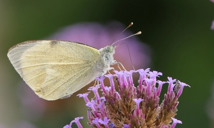 butterflies