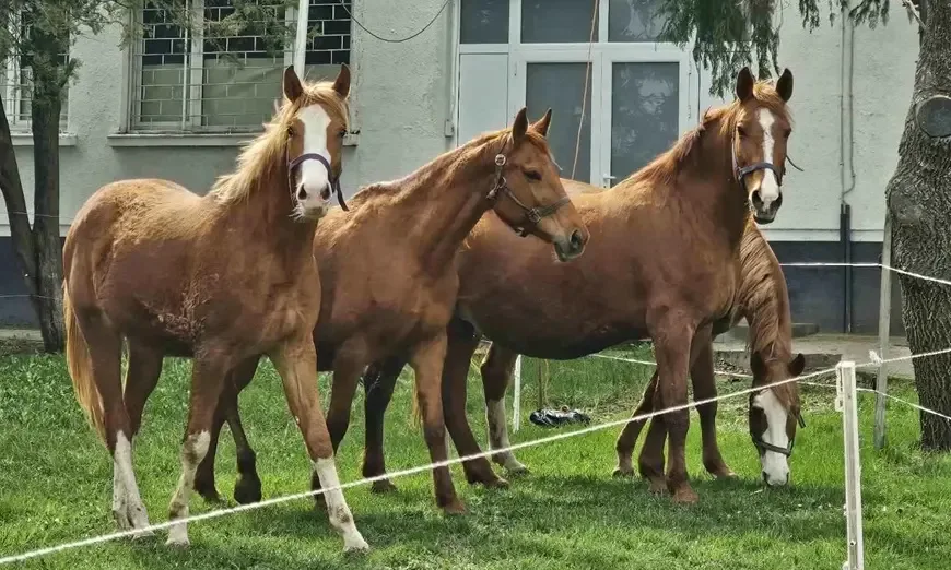 конете на България