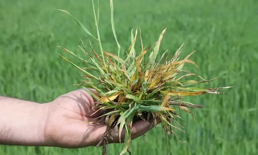 вдуджаване