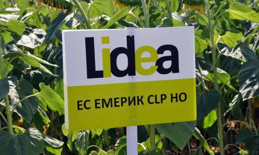 lidea-geshanowo1