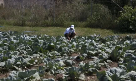 Професията фермер е третата най-уважавана в Германия