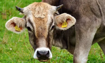 НЦЖЗ – Смолян и НССЗ организират семинар за развъдната дейност при местни породи говеда