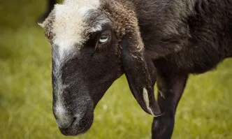 Животновъдите от планинските райони получиха 4 млн. лв. за Кампания 2020 г.