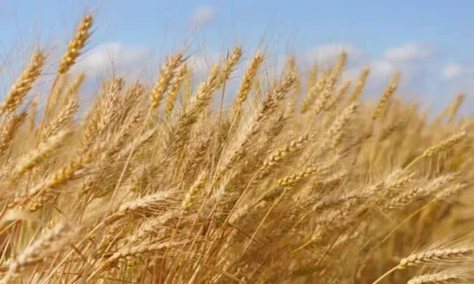 В Чикаго всички контракти са на червено