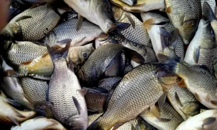 Над 4000 шарана пуснаха в района на Ямбол