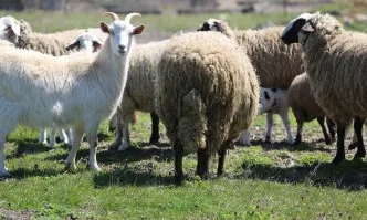 Определени са ставките за обвързано подпомагане за животни за 2019 г.