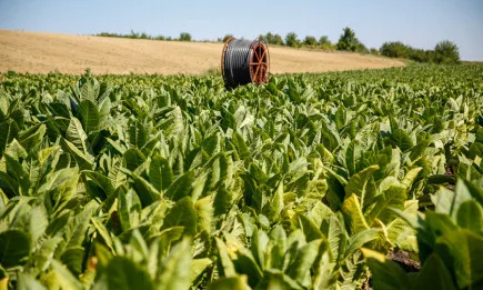 УС на ДФЗ утвърди бюджет до 72 млн. лева за тютюнопроизводителите за Кампания 2020