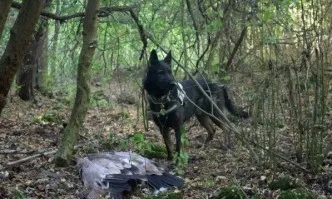 Среща за разработване на Национална стратегия за борба с отровите в дивата природа се провежда в София