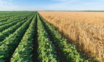 Украйна ще изнася повече зърно, а Бразилия с 50% по-малко соя за Китай