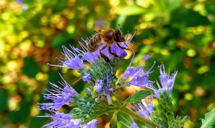 Особености при майкопроизводството в личния пчелин