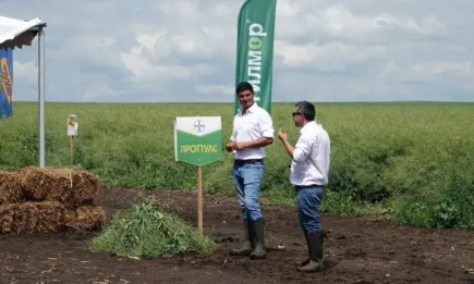 Нови хибриди рапица Декалб – с устойчивост на жълта вироза