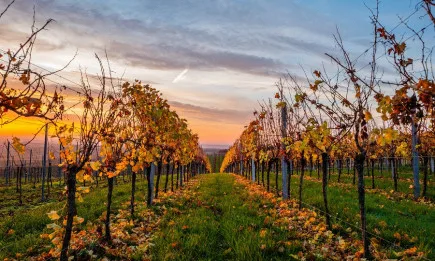 Земеделие в криза