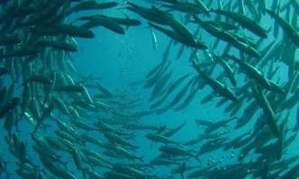 WWF отбелязва Никулден със символичен флашмоб в подлеза на СУ