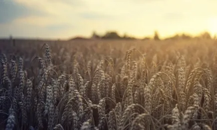 Земеделските култури стартираха деня с поевтиняване