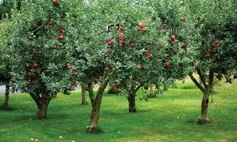Нови технологични решения в овощарството - резитби, капково напояване, торене, биологично производство