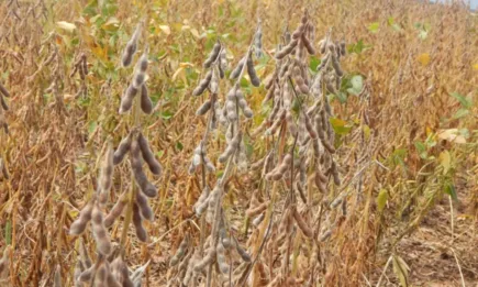 В Париж контрактите на зърното започват на печалба