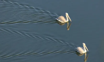 В Деня на Натура 2000 – опознаваме природата, за да я опазим